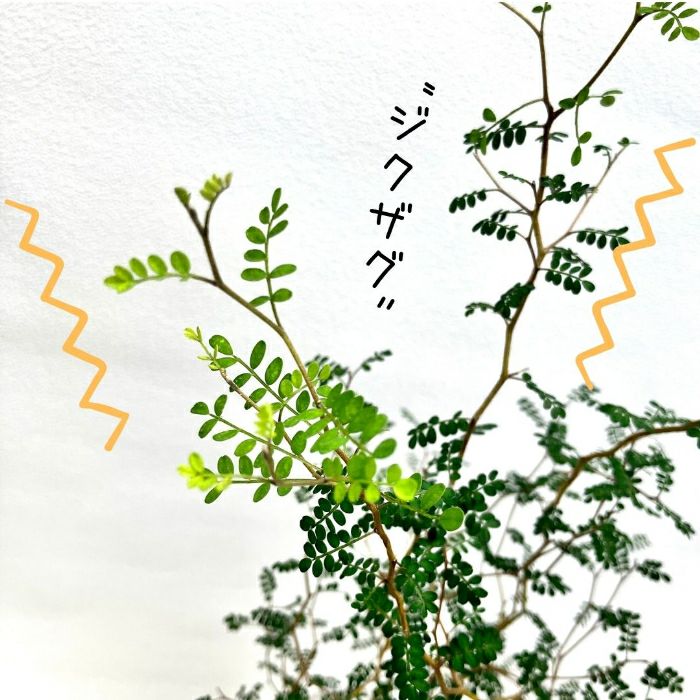 観葉植物現品販売