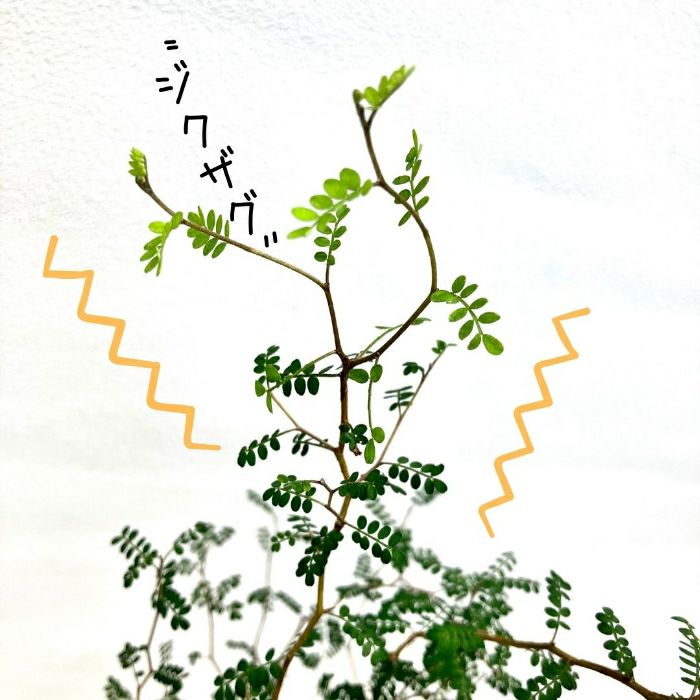 観葉植物現品販売