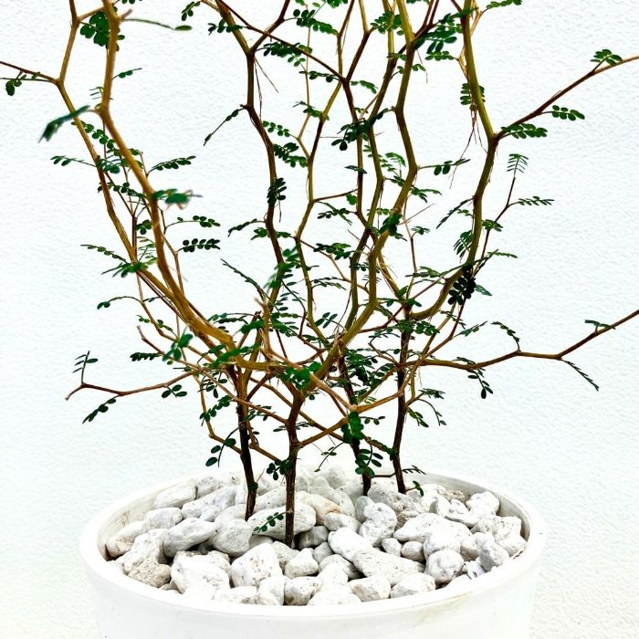 観葉植物現品販売