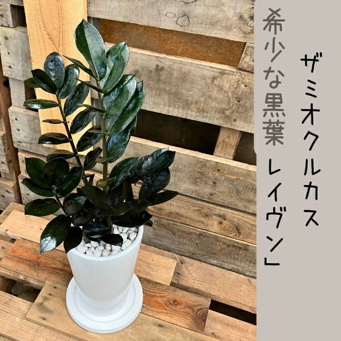 観葉植物現品販売