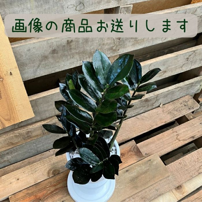 観葉植物現品販売
