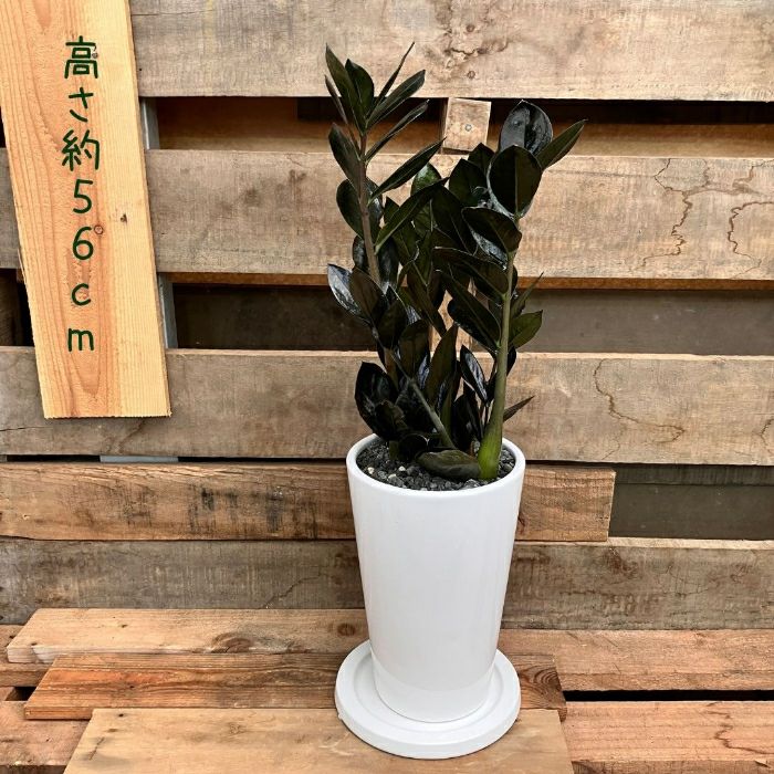観葉植物現品販売
