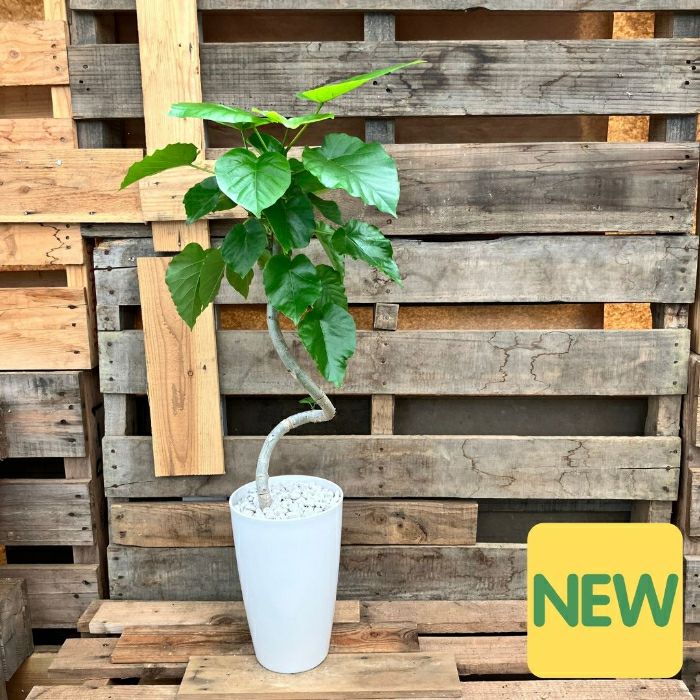 観葉植物現品販売