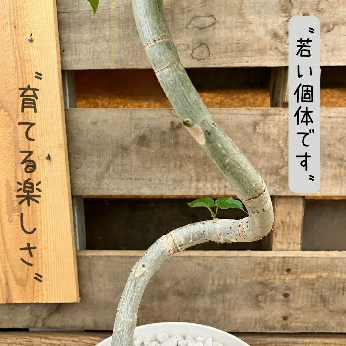 観葉植物現品販売