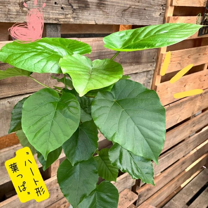 観葉植物現品販売