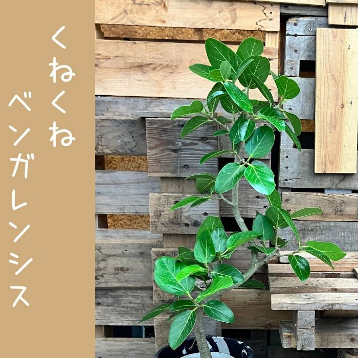 観葉植物現品販売