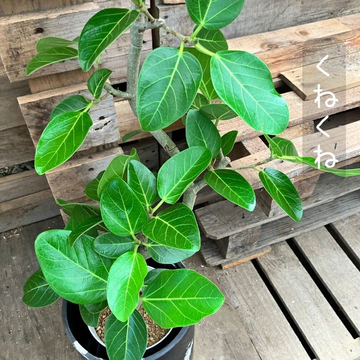 観葉植物現品販売