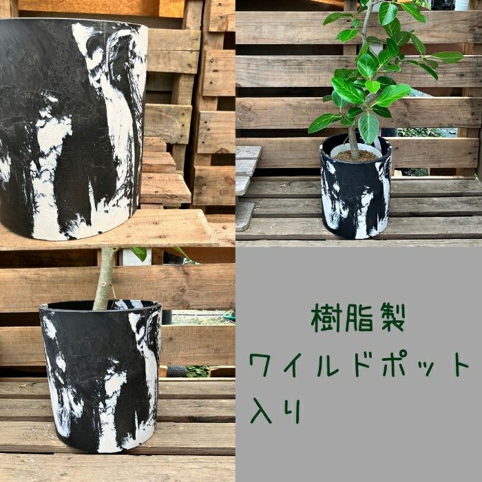 観葉植物現品販売