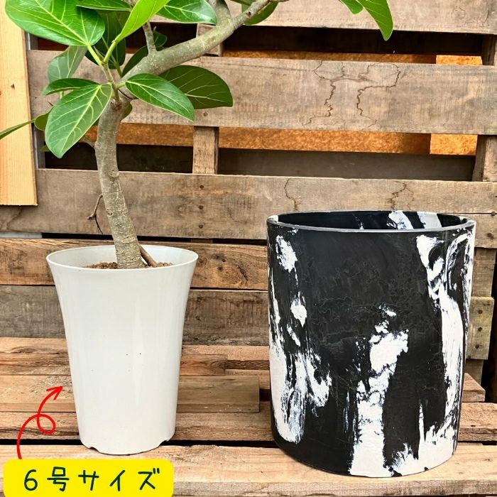 観葉植物現品販売