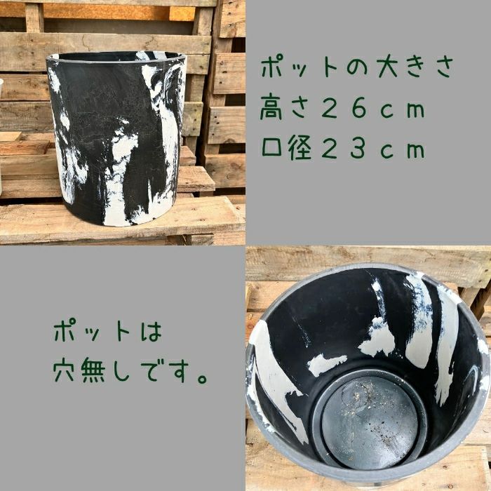 観葉植物現品販売