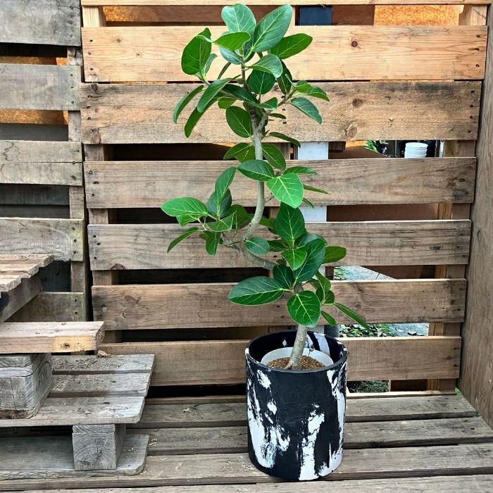 観葉植物現品販売