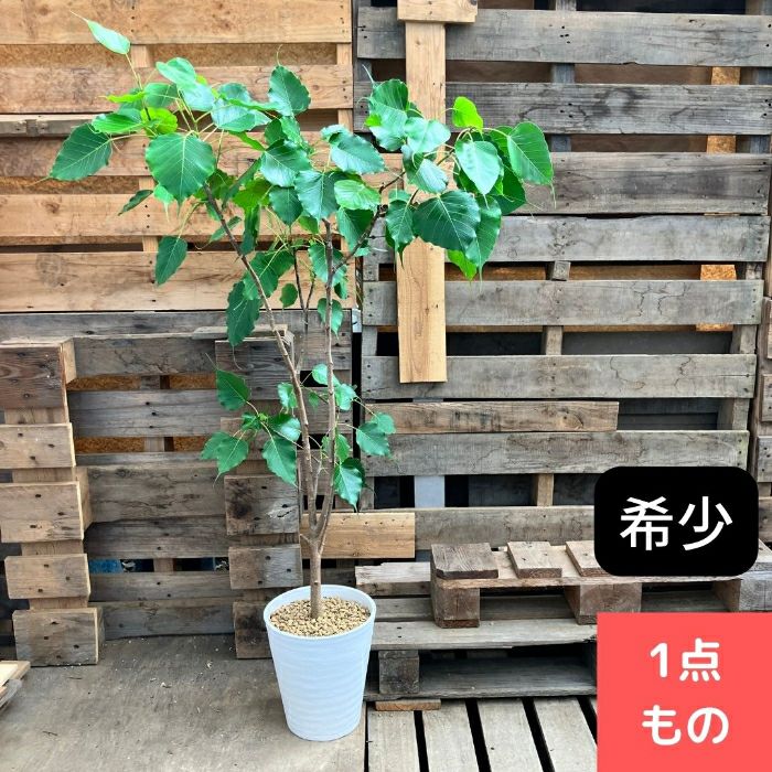 観葉植物現品販売