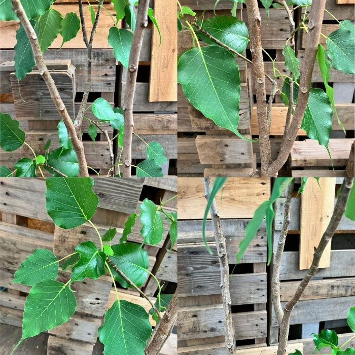 観葉植物現品販売