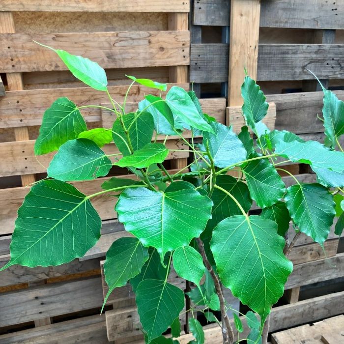 観葉植物現品販売