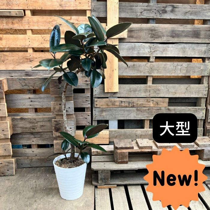 観葉植物現品販売