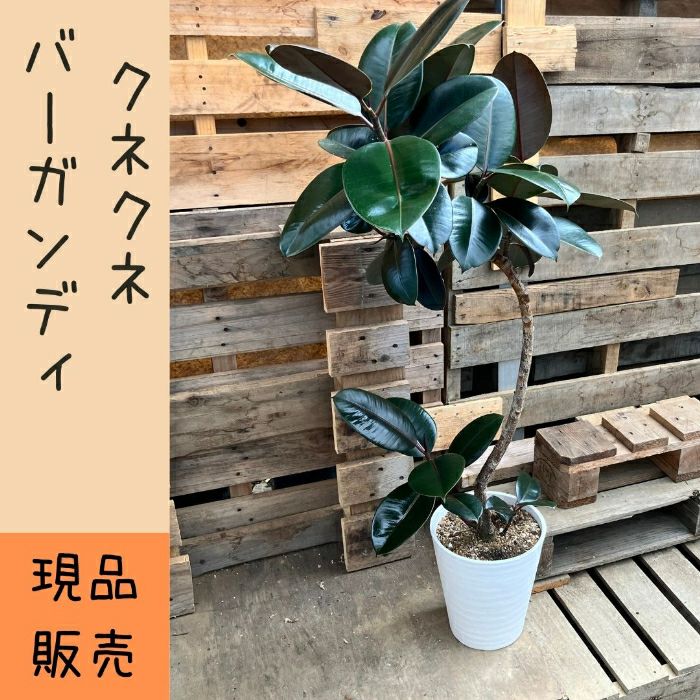 観葉植物現品販売