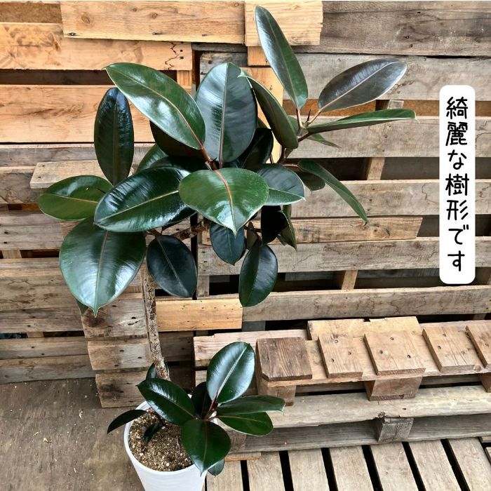 観葉植物現品販売