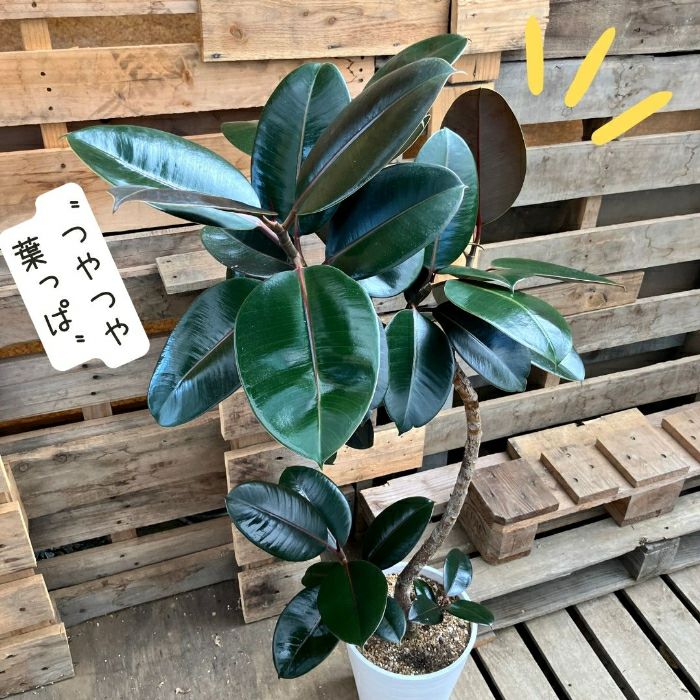 観葉植物現品販売