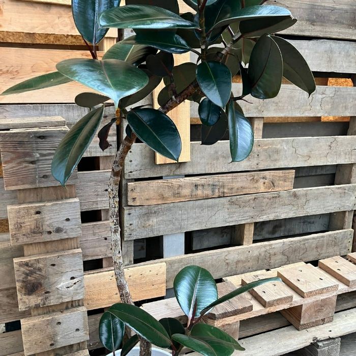 観葉植物現品販売