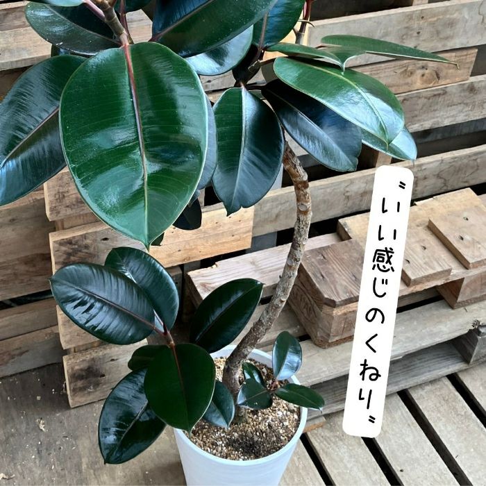 観葉植物現品販売