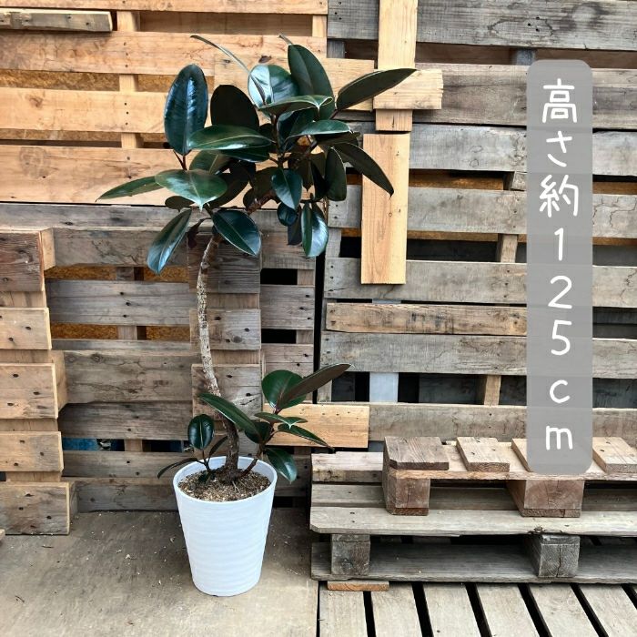 観葉植物現品販売