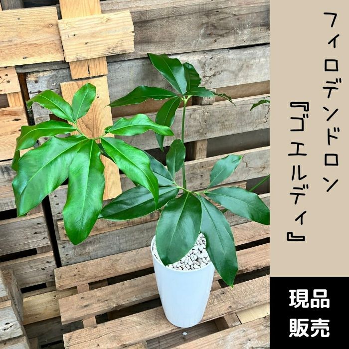 観葉植物現品販売