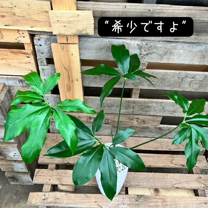 観葉植物現品販売