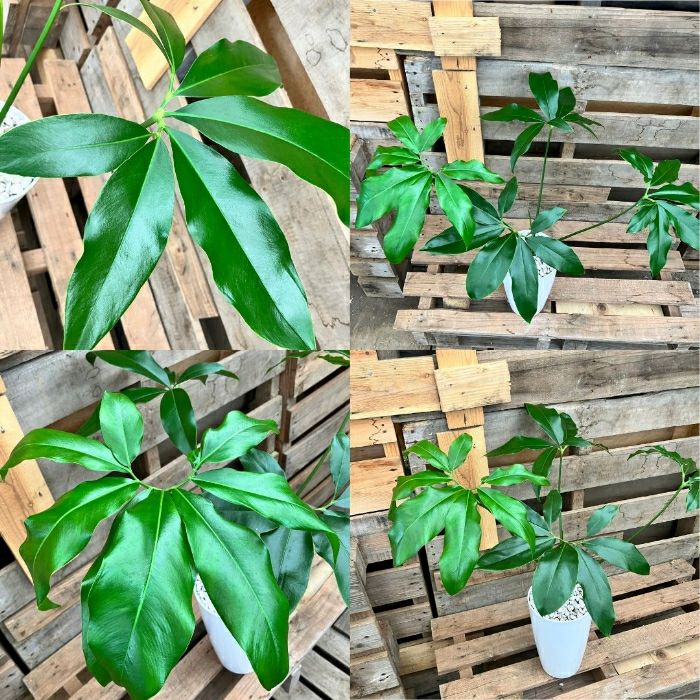 観葉植物現品販売