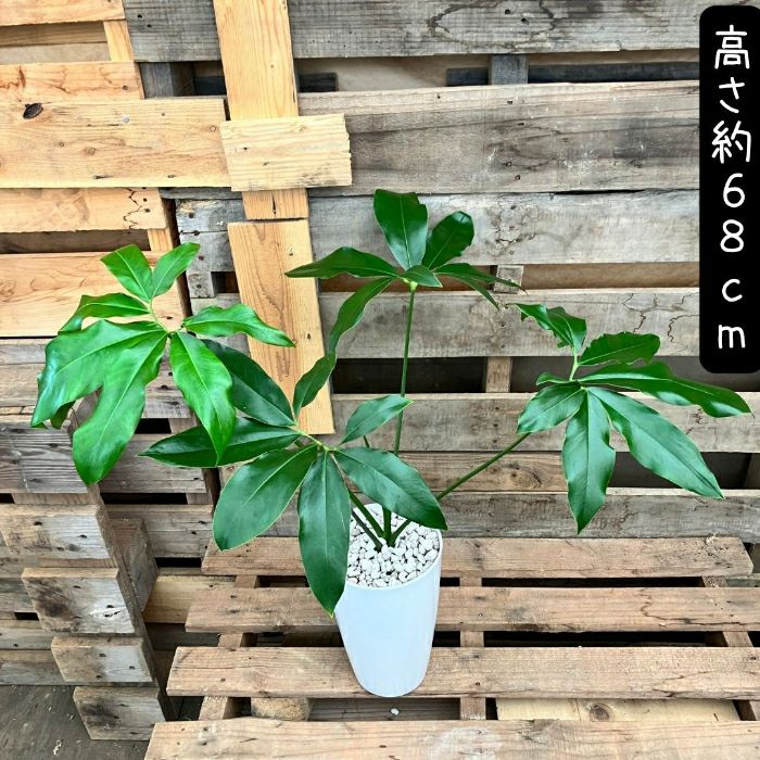 観葉植物現品販売