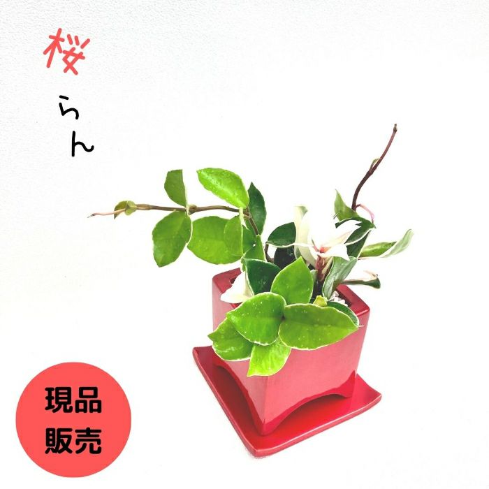 観葉植物現品販売