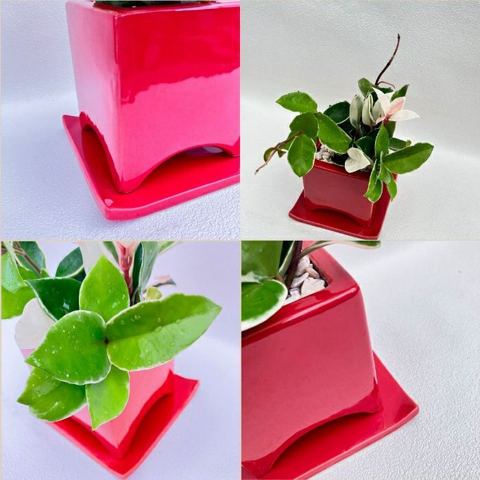 観葉植物現品販売