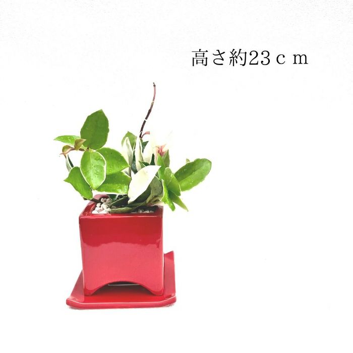 観葉植物現品販売