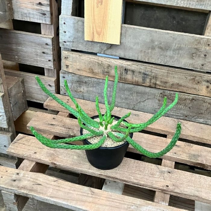 観葉植物現品販売