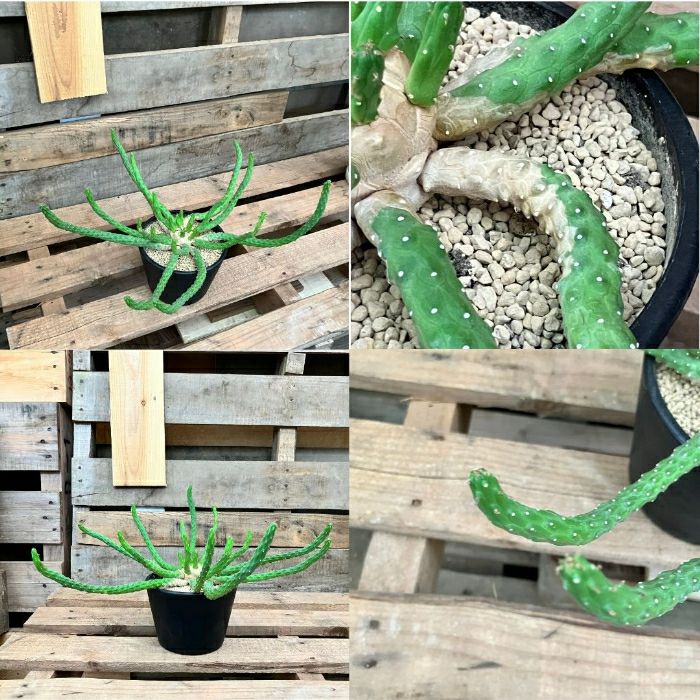 観葉植物現品販売