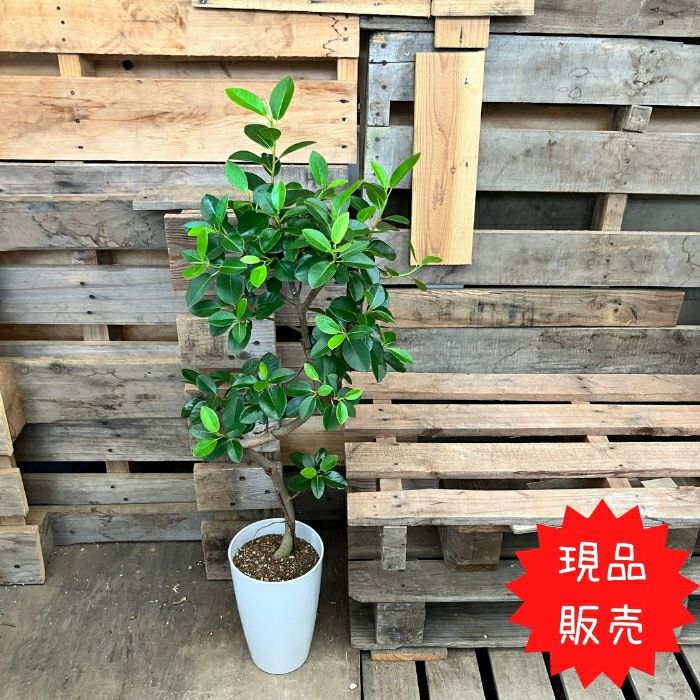 観葉植物現品販売