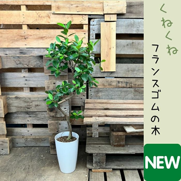 観葉植物現品販売