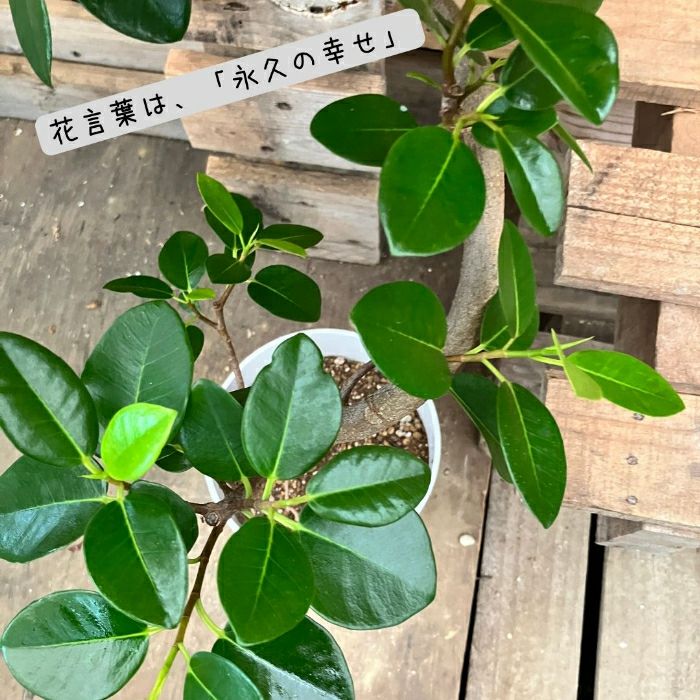 観葉植物現品販売