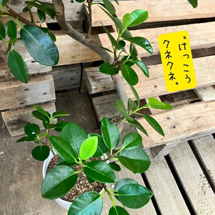 観葉植物現品販売