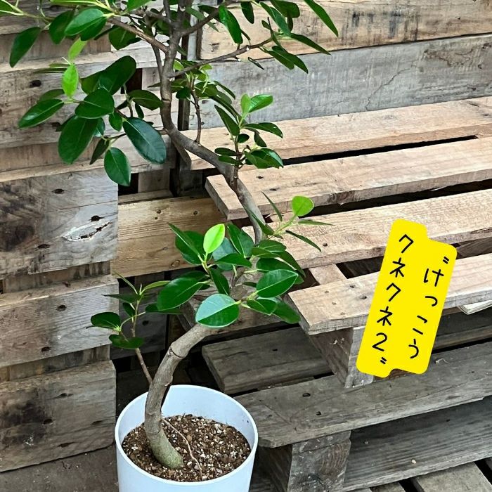 観葉植物現品販売