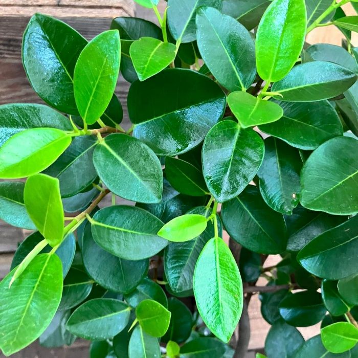 観葉植物現品販売