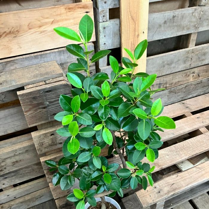 観葉植物現品販売