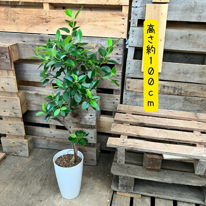 観葉植物現品販売