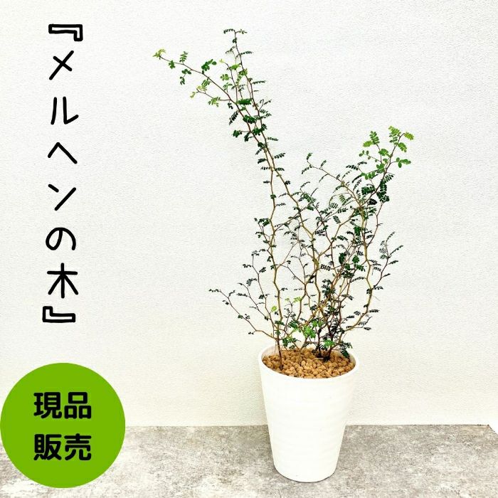 観葉植物現品販売