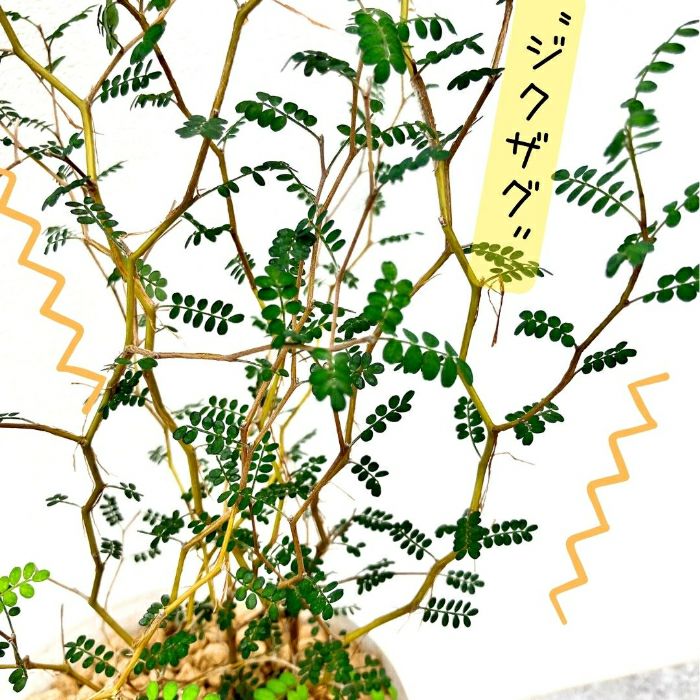 観葉植物現品販売