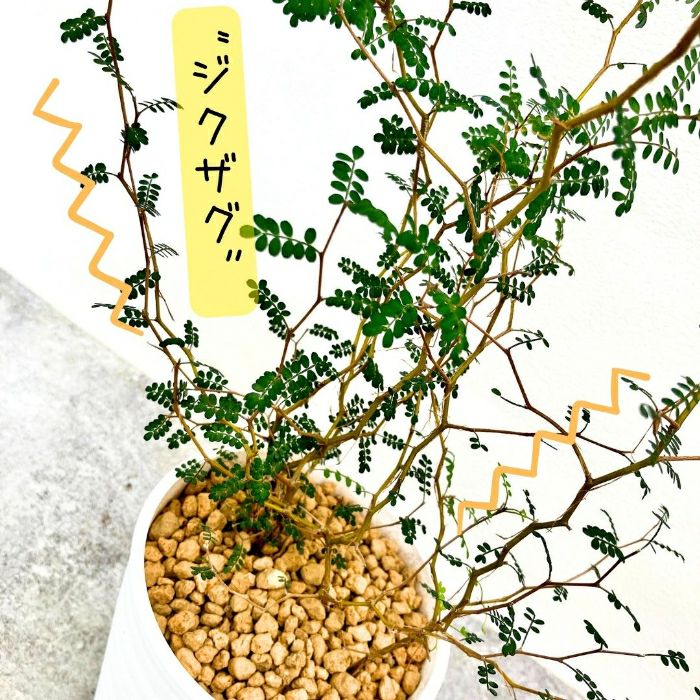 観葉植物現品販売