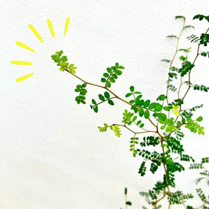 観葉植物現品販売