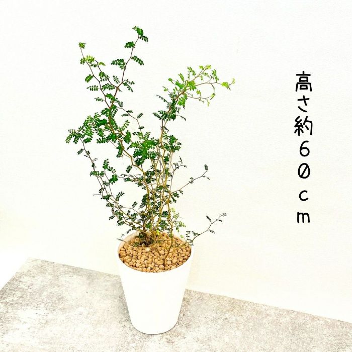 観葉植物現品販売
