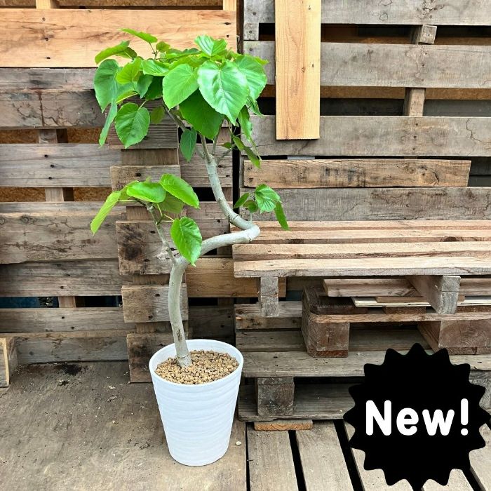 観葉植物現品販売