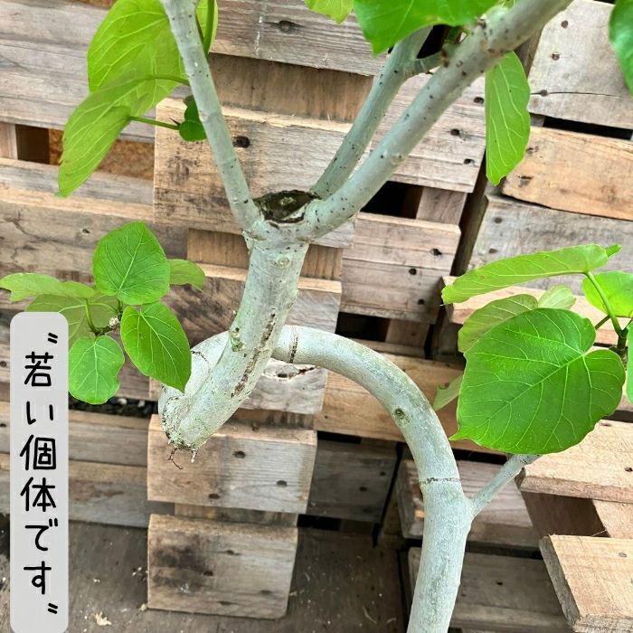 観葉植物現品販売