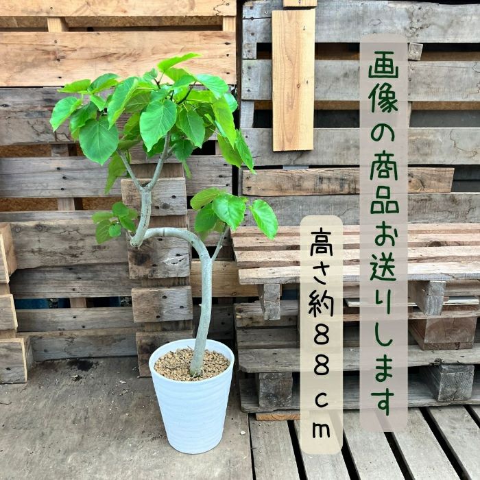 観葉植物現品販売